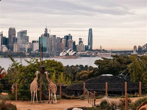 australia sydney zoo|More.